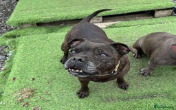 Staffordshire Bull Terrier dogs for adoption: BIMBO – Loves everyone, wants someone to love her! - Image 1