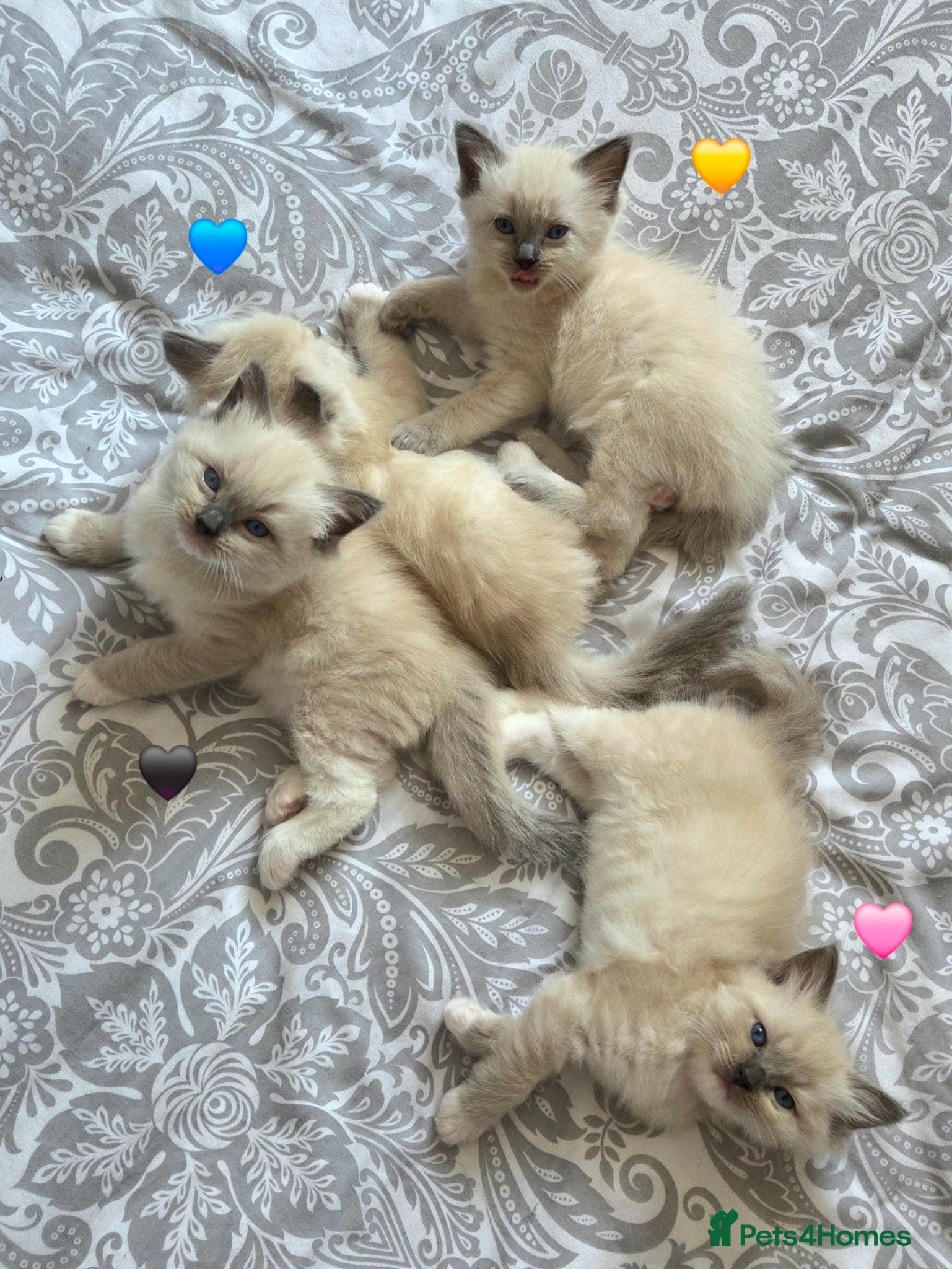 Ragdoll cats Ragdoll Kittens Ready Soon ! - Advert 4