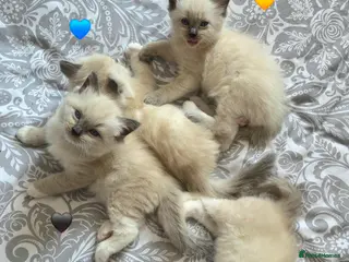 Ragdoll cats Ragdoll Kittens Ready Soon ! - Advert 4