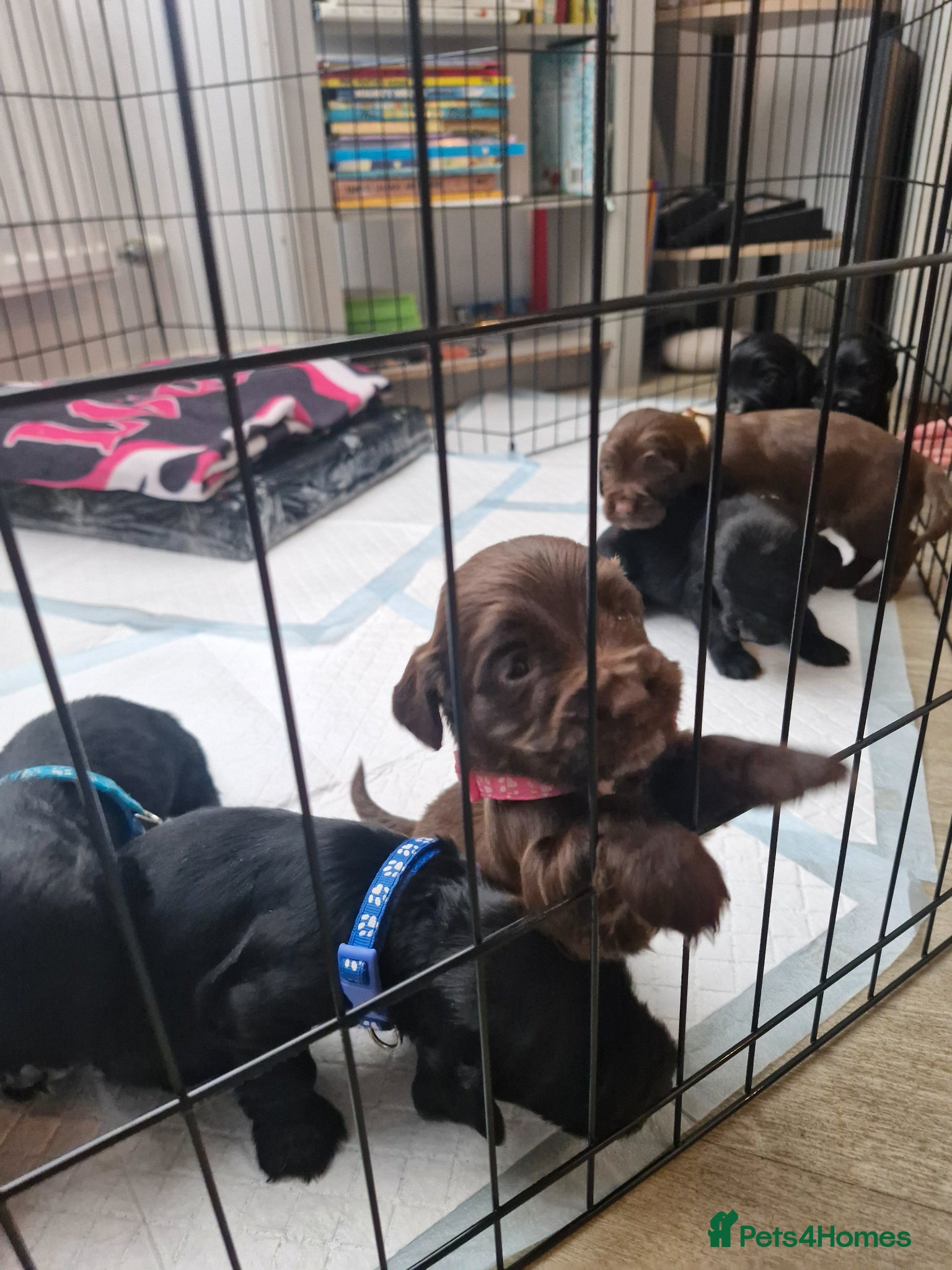 Sprocker dogs Sprocker puppies - Advert 17