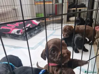 Sprocker dogs Sprocker puppies - Advert 17