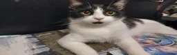 Mixed Breed cats for sale: Sable and orbie kittens - Advert 2