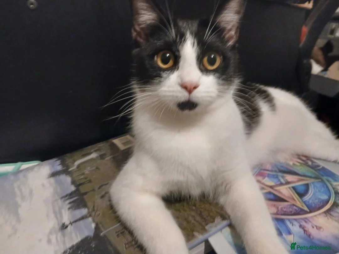 Mixed Breed cats for sale: Sable and orbie kittens - Advert 2