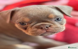 Frug dogs for sale: Frug puppies *only 2 left!* 🩵 - Image 9