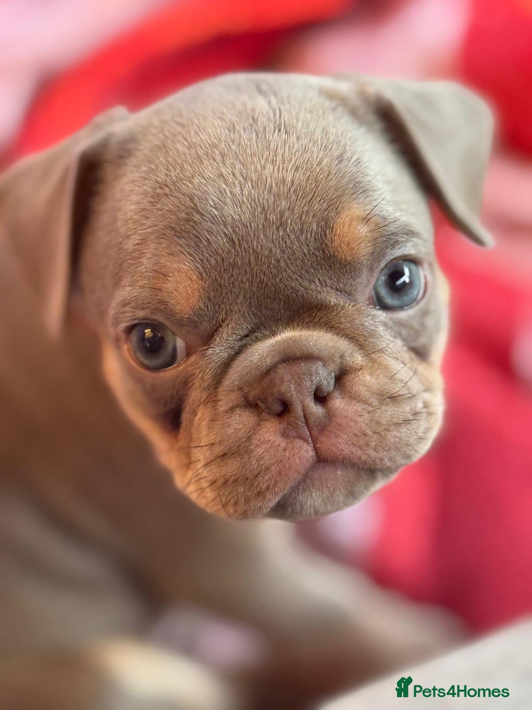 Frug dogs for sale: Frug puppies *only 2 left!* 🩵 - Image 9