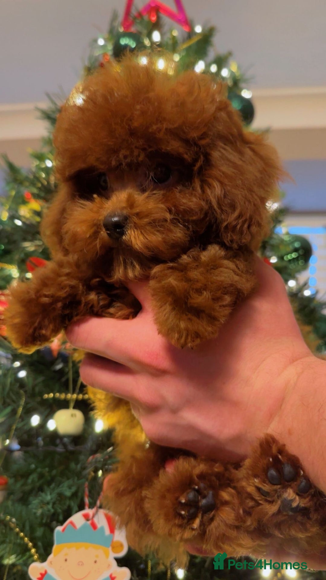 Toy Poodle dogs for sale: Asian Toy Poodle (Korean & Chineese) - Advert 6