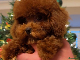 Toy Poodle dogs Asian Toy Poodle (Korean & Chineese) - Advert 3