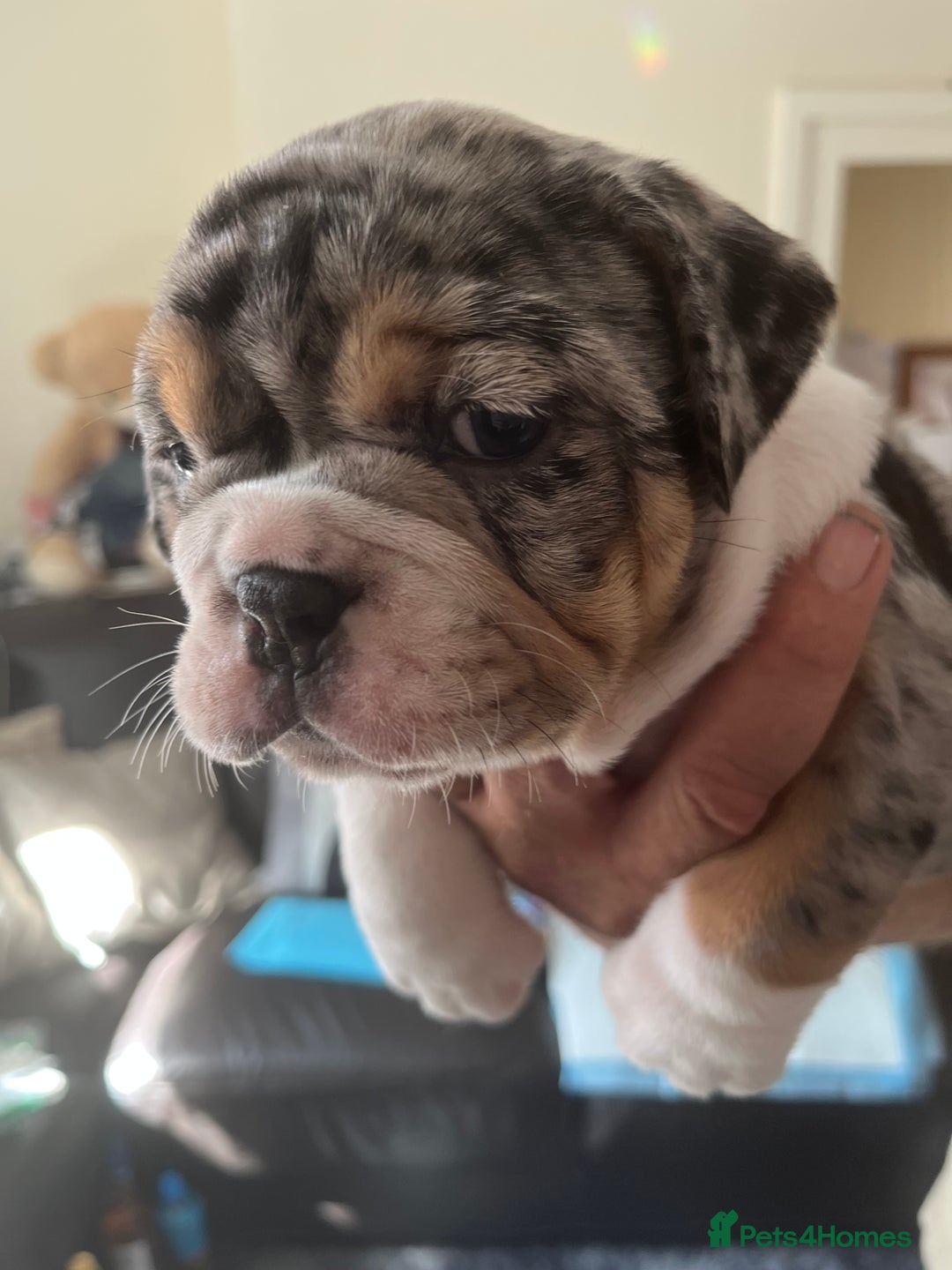 English Bulldog dogs for sale: We have 3 beautiful Bulldog girls  - Image 10