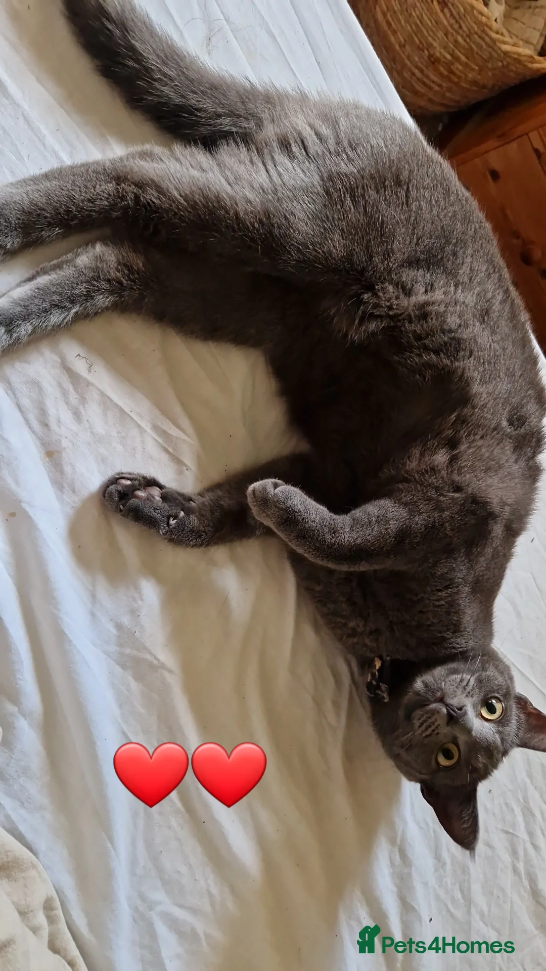 Mixed Breed cats for sale: Stunning grey bsh-mix female cat - Advert 5