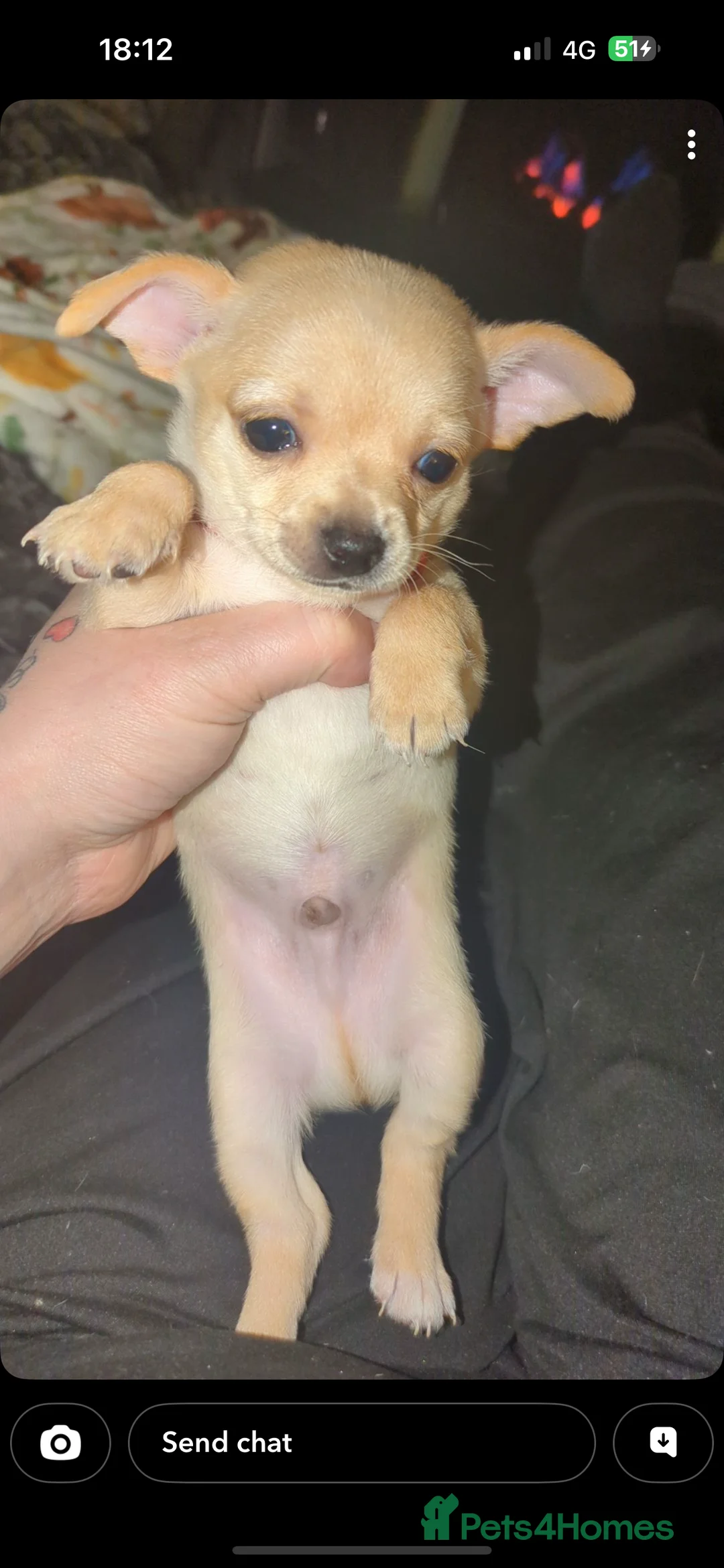 Chihuahua dogs for sale: 2 beautiful boys  - Advert 3