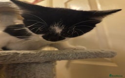 Mixed Breed cats for sale: Kitten girl. - Image 8
