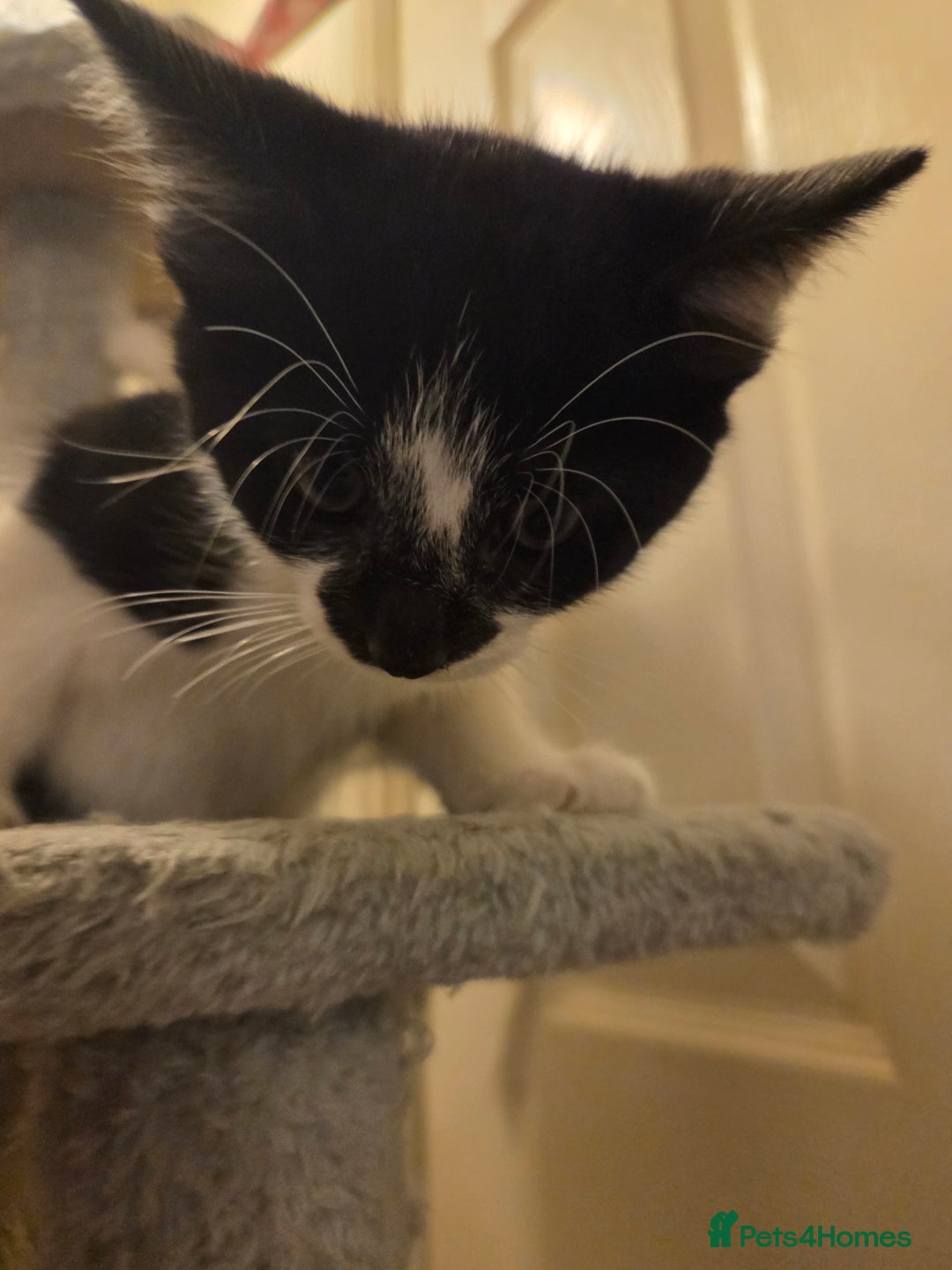Mixed Breed cats for sale: Kitten girl. - Image 8