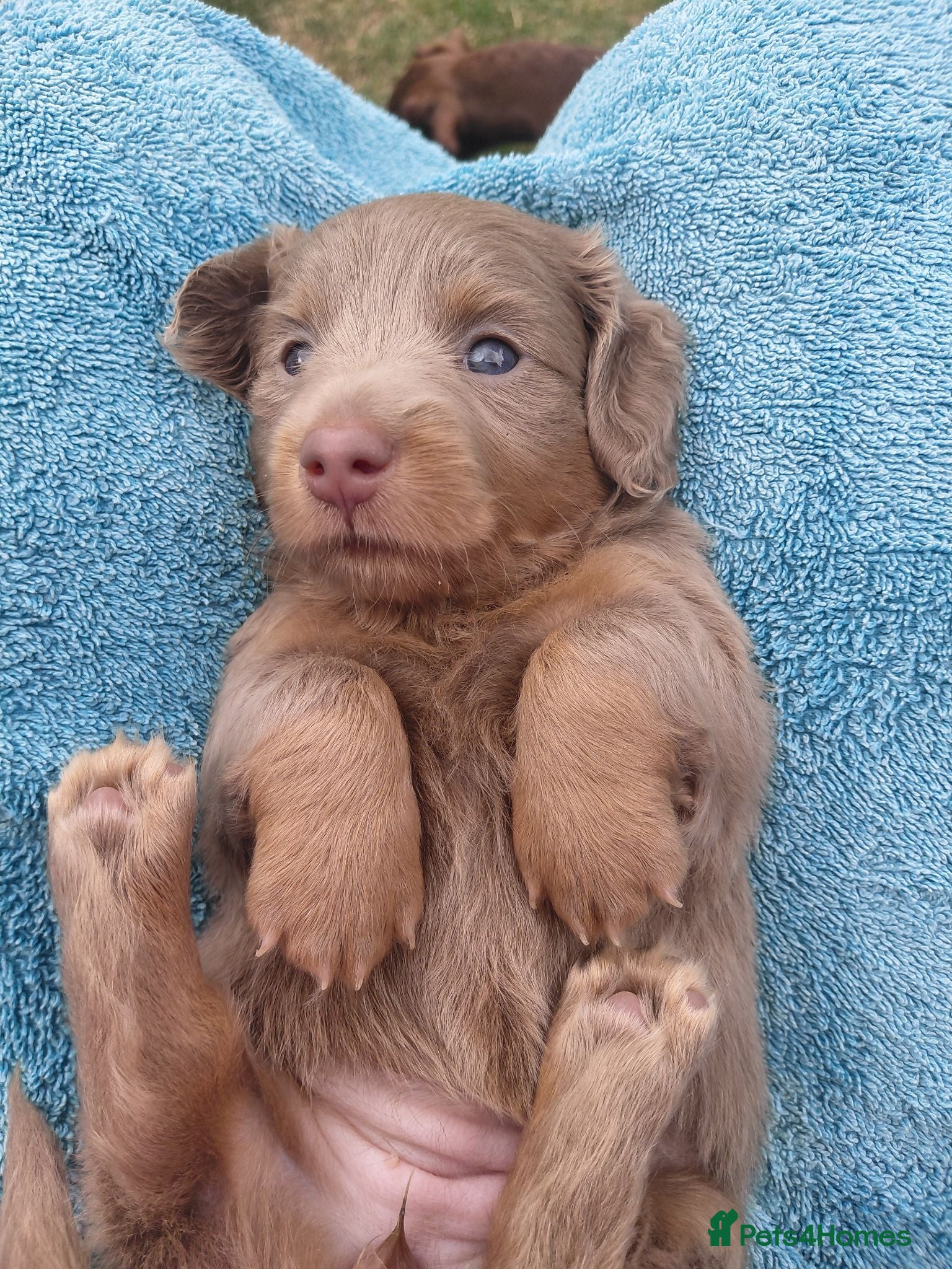 Miniature Dachshund dogs Isabella/tan rare miniature long haired daschund  - Advert 7