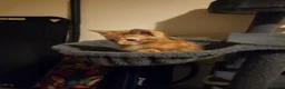 Mixed Breed cats for sale: Active, fun, healthy kittens  - Advert 2