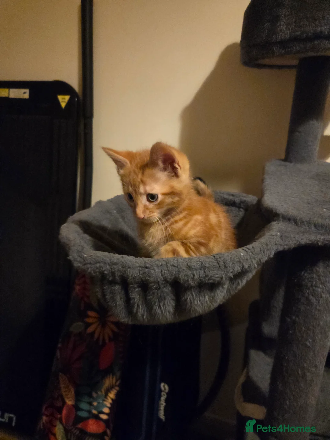Mixed Breed cats for sale: Active, fun, healthy kittens  - Advert 2