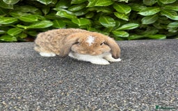 English rabbits for sale: Rabbits for rehoming  - Image 1
