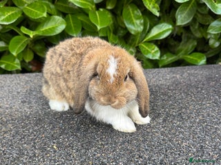 English rabbits Rabbits for rehoming - Advert 7