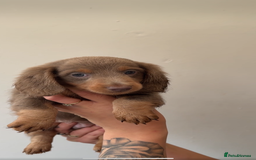 Miniature Dachshund dogs for sale: Longhaired miniature dachshund’s  - Image 8