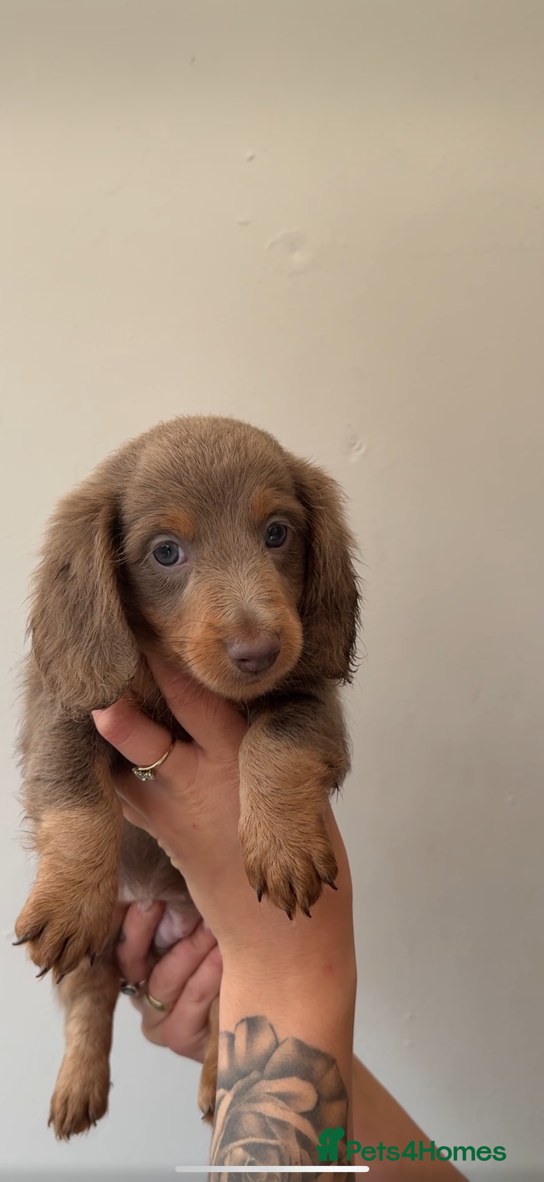Miniature Dachshund dogs for sale: Longhaired miniature dachshund’s  - Image 8