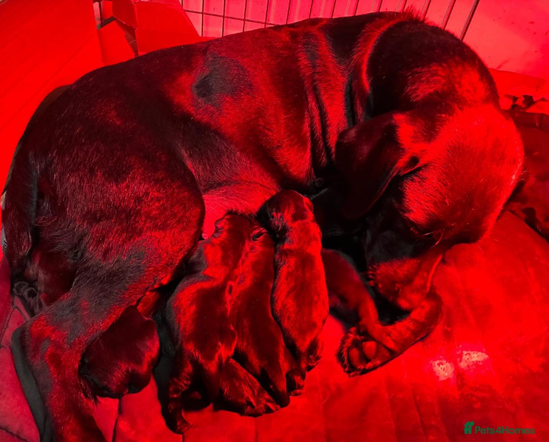 Labrador Retriever dogs for sale: Kc reg black labrador puppies - Advert 2