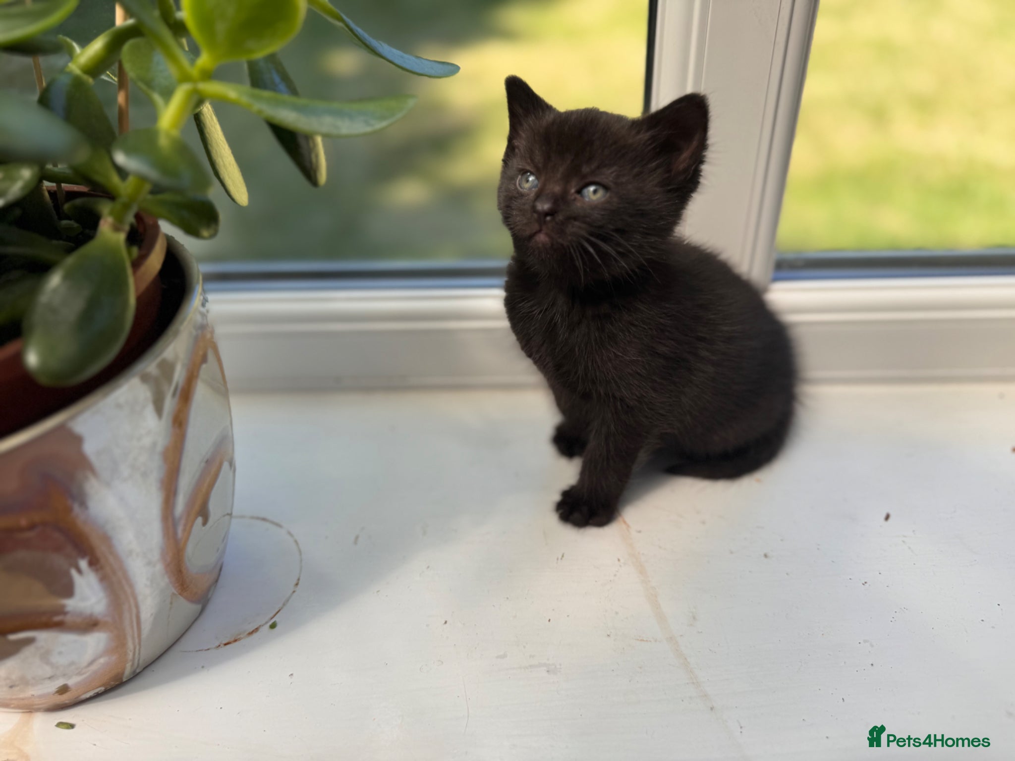 Mixed Breed cats Stunning Sheba female kitten - Advert 5