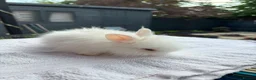 Netherland Dwarf rabbits for sale: Baby rabbits bunnies  - Advert 4