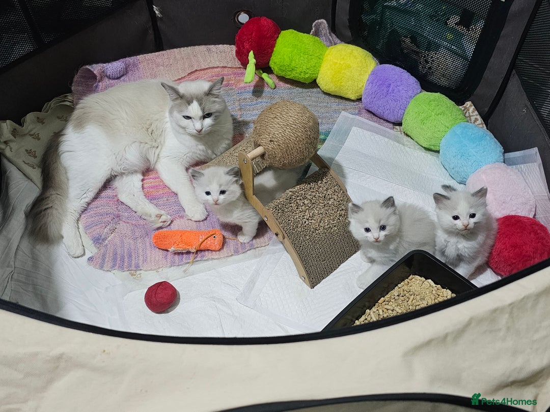 Ragdoll cats for sale: Ragdoll Bicolor 3 boys.  - Advert 14