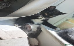 Mixed Breed cats for sale: Kittens ready now  - Image 5