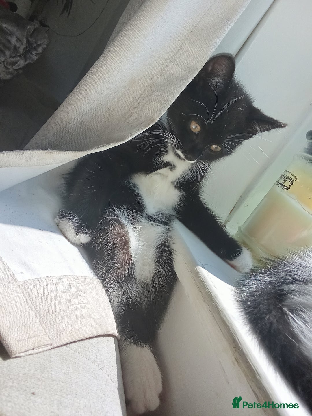 Mixed Breed cats for sale: Kittens ready now  - Image 5