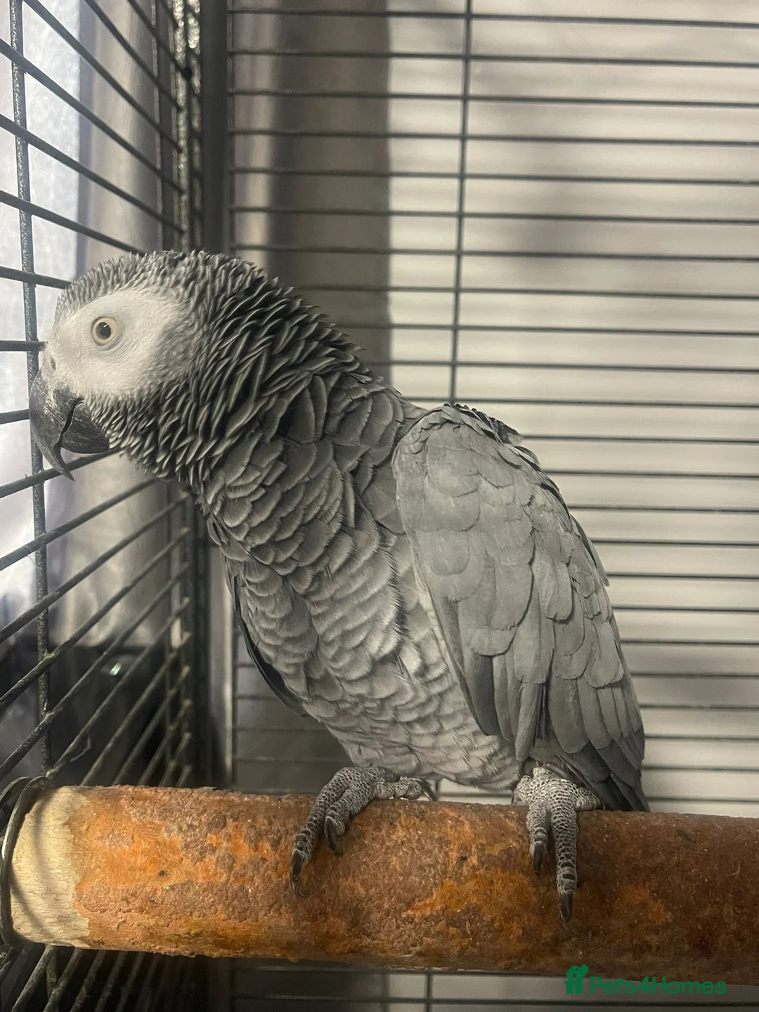Parrots birds for sale: African grey female parrot  - Advert 3