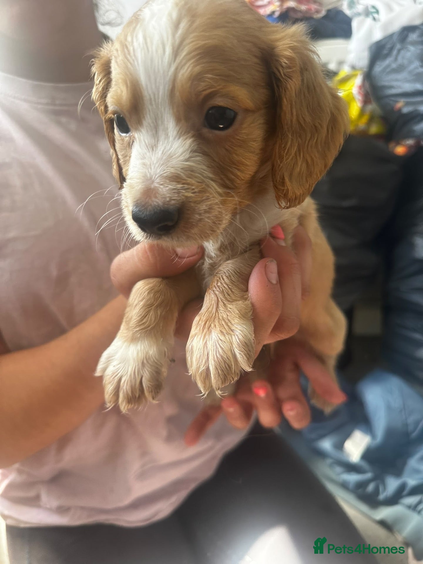 Cockapoo dogs Cockapoo cross spaniel puppies  - Advert 15