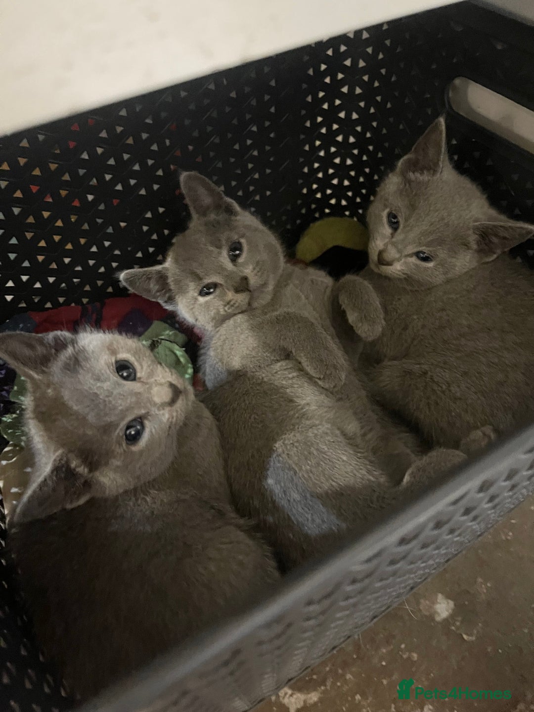 Russian Blue cats for sale: Pure Russian Blue Kittens  - Advert 7