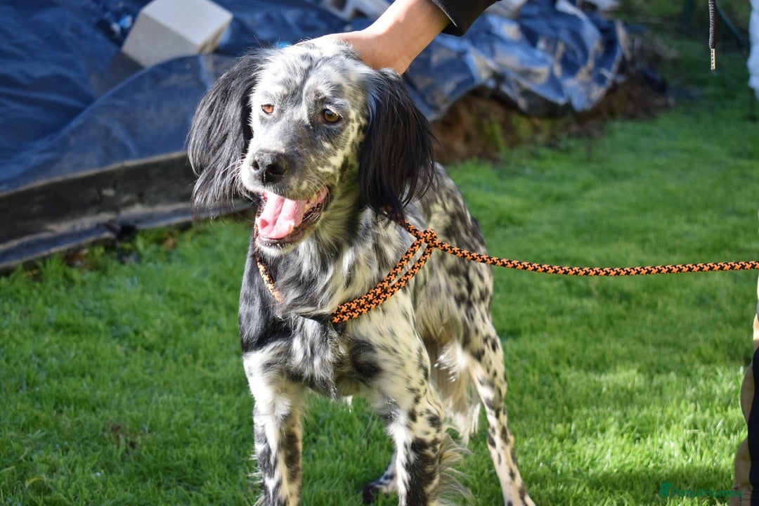 English Setter dogs for adoption: Beltz - Advert 10
