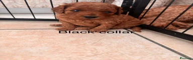 Cavapoo 3 Black collar 