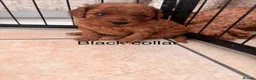 Cavapoo dogs for sale: 💕💕💕  F1 Cavapoo females Deep  Red  puppies  - Advert 6