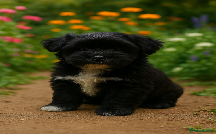 Havanese dogs - Advert 5