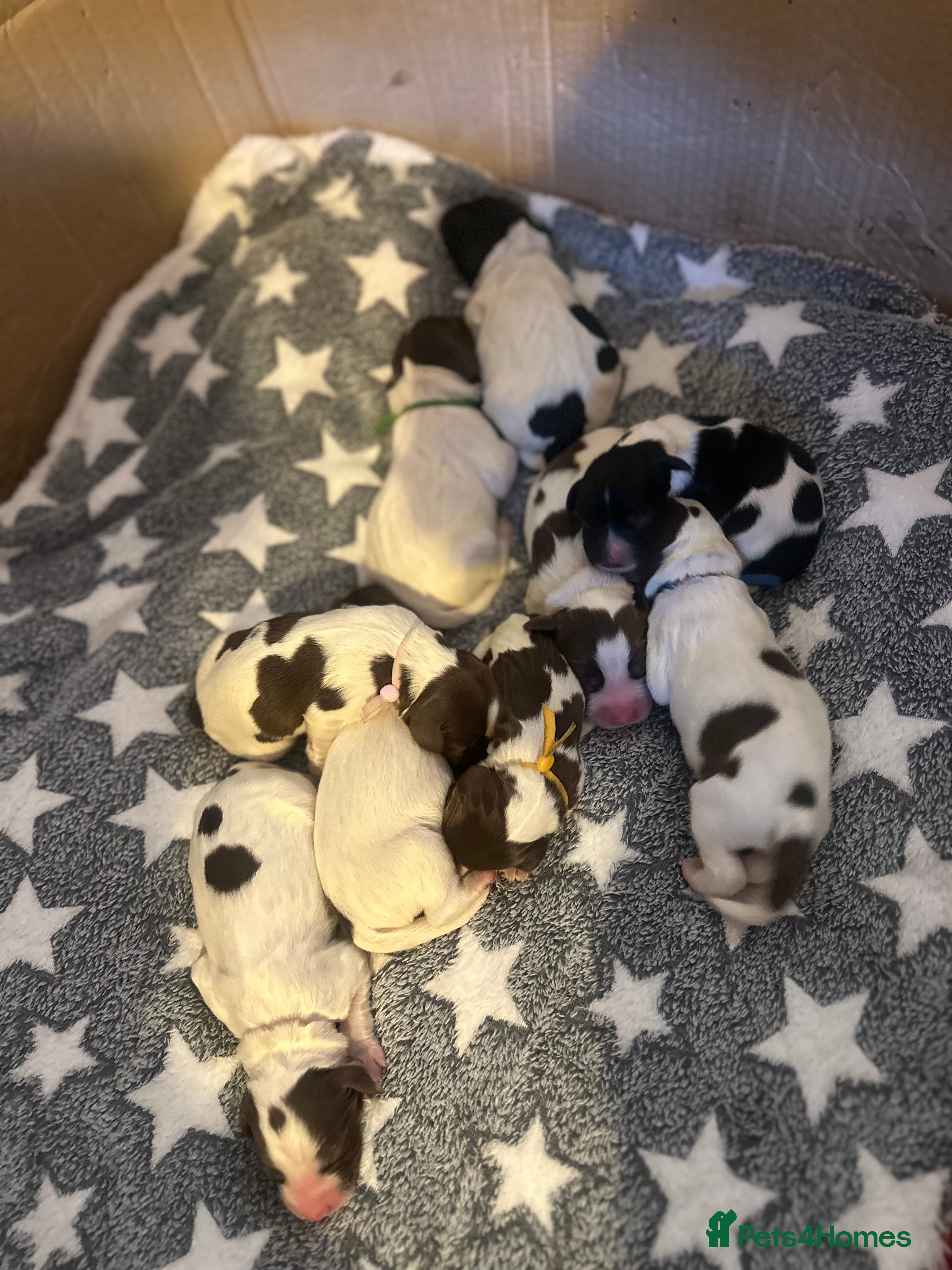 English Springer Spaniel dogs Gorgeous Working Springer Spaniel Pups! - Advert 2