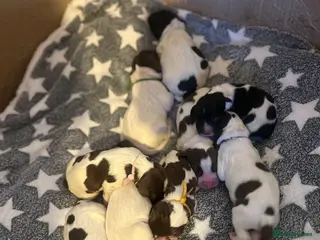 English Springer Spaniel dogs Gorgeous Working Springer Spaniel Pups! - Advert 1