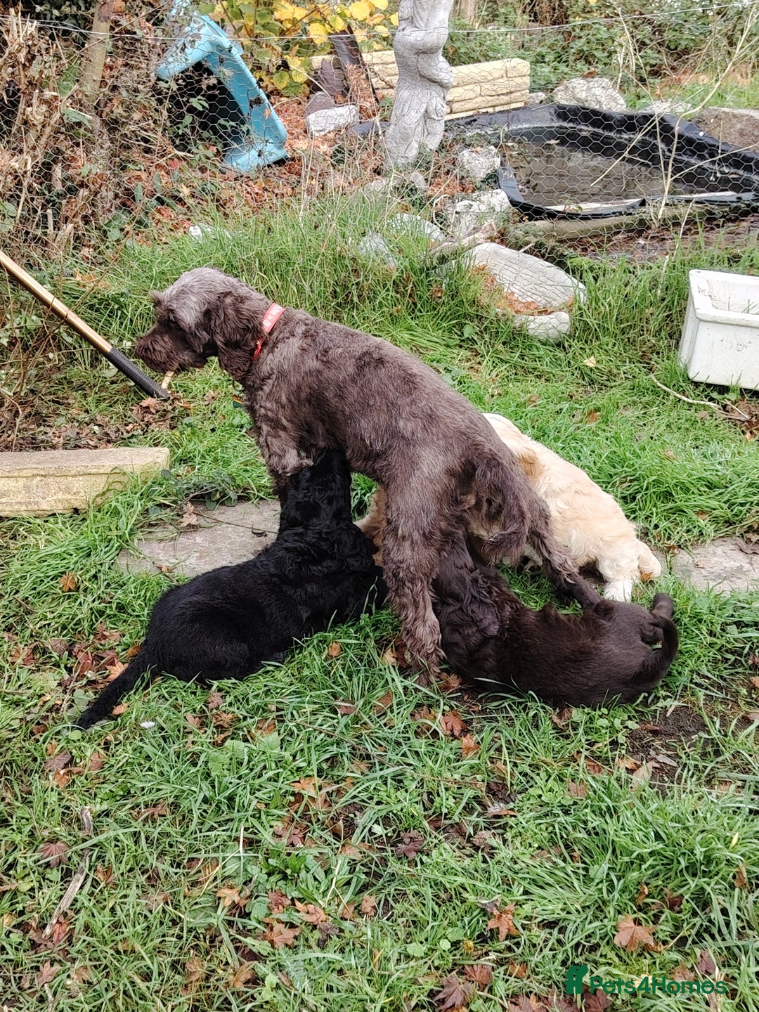 Cockapoo dogs for sale: Cockapoo puppies f2 ready now  - Advert 11
