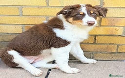 Australian Shepherd dogs for sale: Australian Shepherd puppies in Peterborough - Image 10