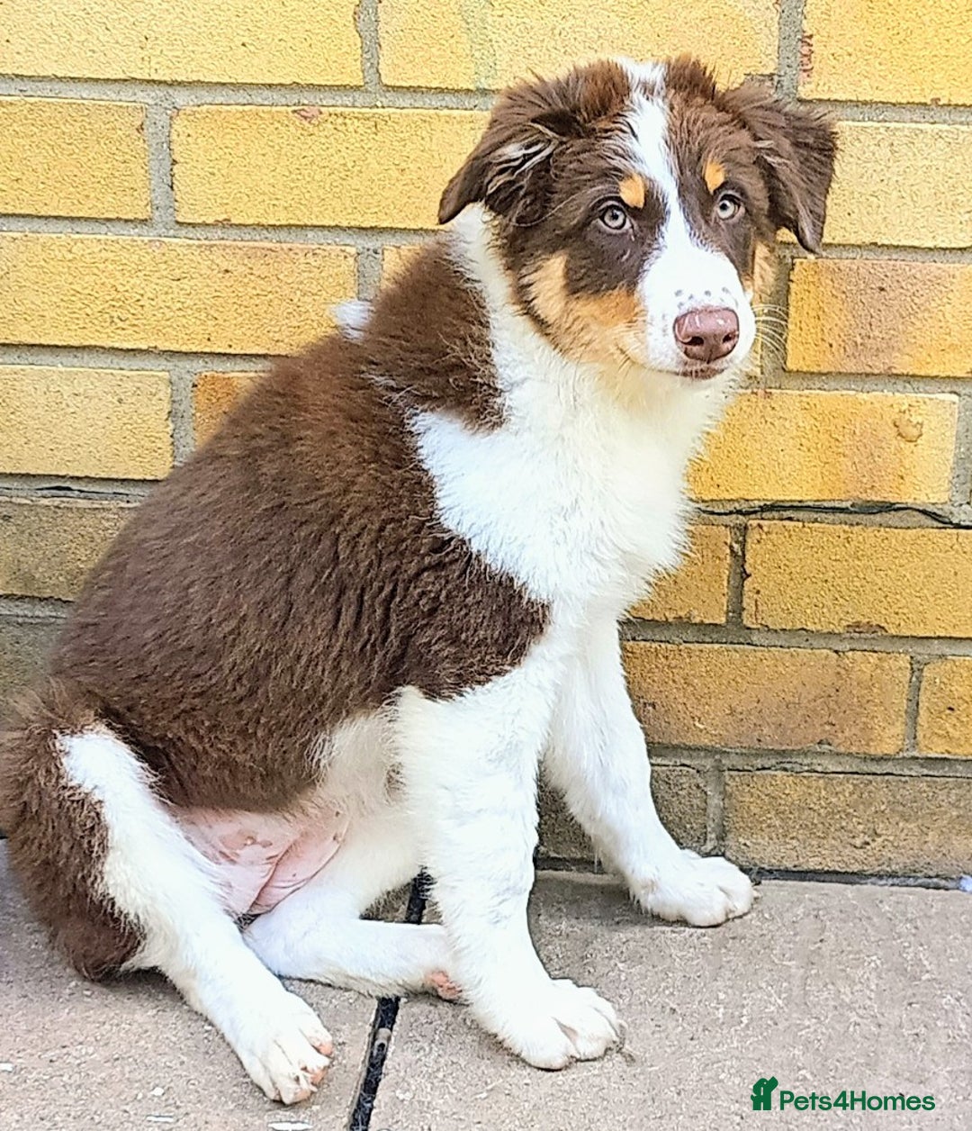 Australian Shepherd dogs for sale: Australian Shepherd puppies in Peterborough - Image 10