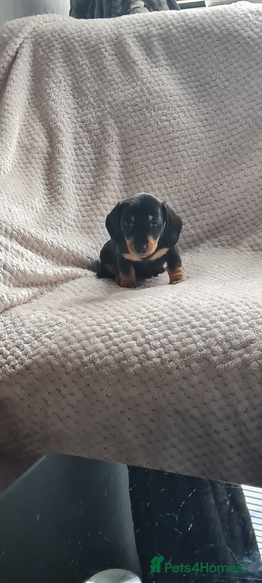 Dachshund dogs Kc paperd miniature dachshund puppies for sale - Advert 16