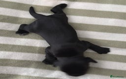 Cocker Spaniel dogs for sale: Beautiful Cocker Spaniel Puppies - Advert 16