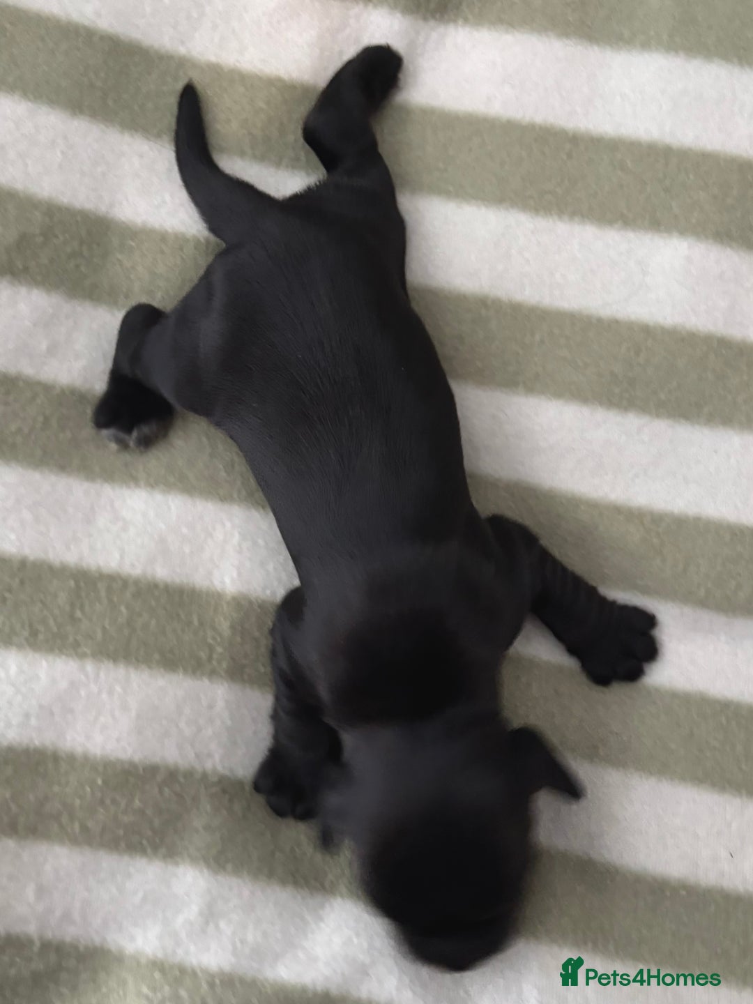 Cocker Spaniel dogs for sale: Beautiful Cocker Spaniel Puppies - Advert 16