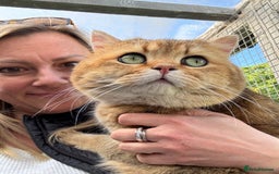 British Shorthair cats for sale: Golden Tipped BSH - last MalaMor Kittens  - Image 14