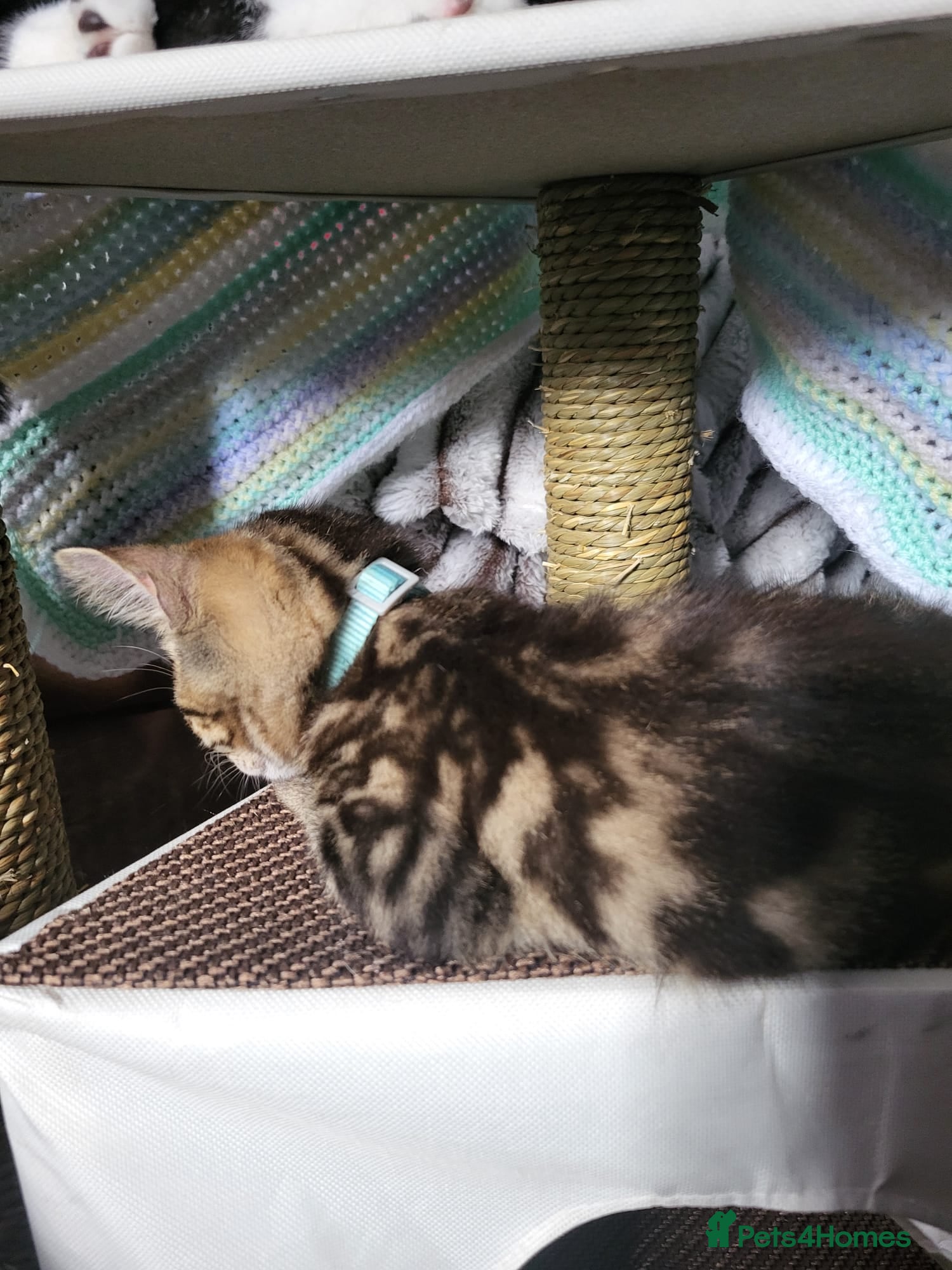 Mixed Breed cats 1 male and 1 female kittens  - Advert 10