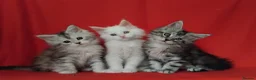 Maine Coon cats for sale: Pure Maine Coons Kittens For Sale - Advert 1