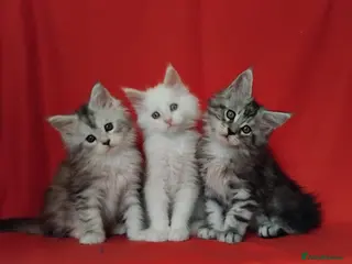 Maine Coon cats Pure Maine Coons Kittens For Sale - Advert 12