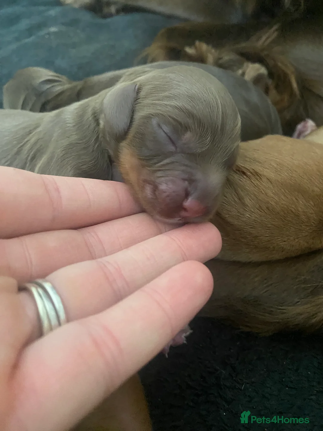 Cocker Spaniel dogs for sale: Working Cocker Spaniel Puppies for sale - Advert 2