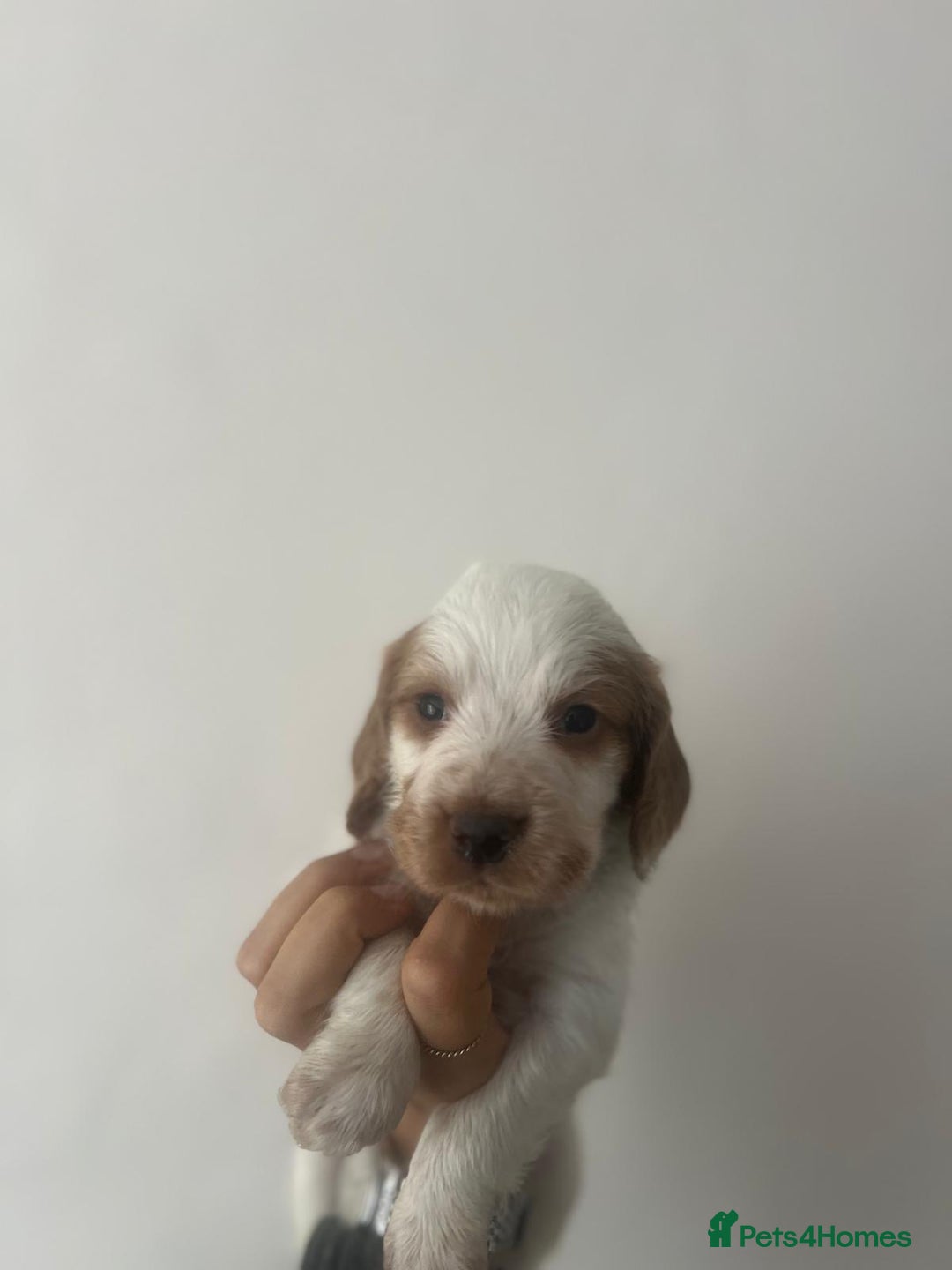 Cocker Spaniel dogs for sale: Working Cocker Spaniel Puppies  - Image 9
